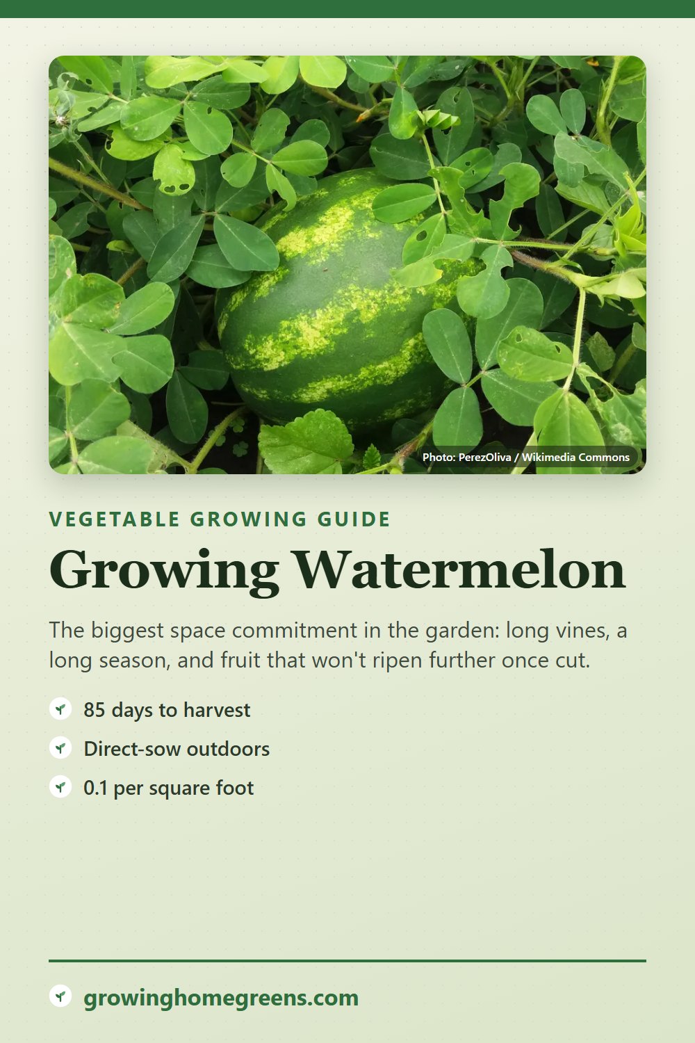 Watermelon: growing guide
