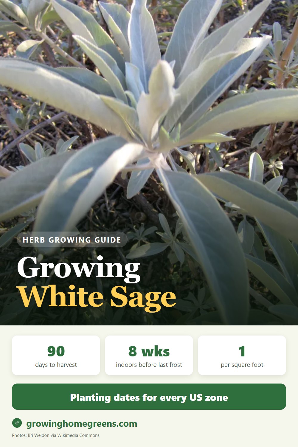 White Sage: growing guide