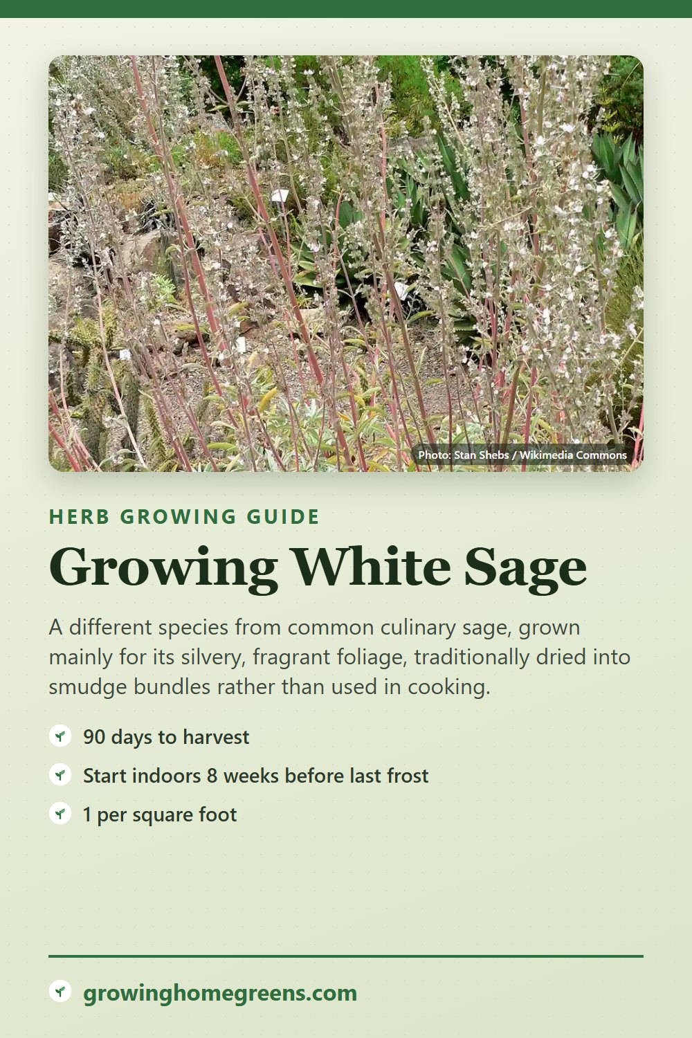 White Sage: growing guide