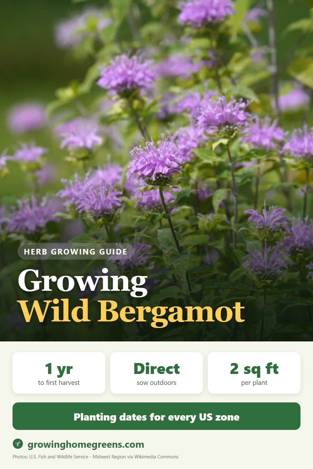 Wild Bergamot: growing guide
