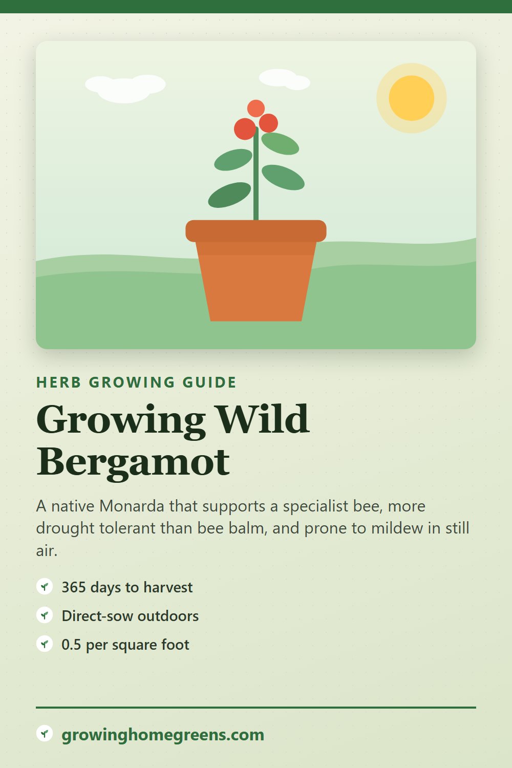 Wild Bergamot: growing guide