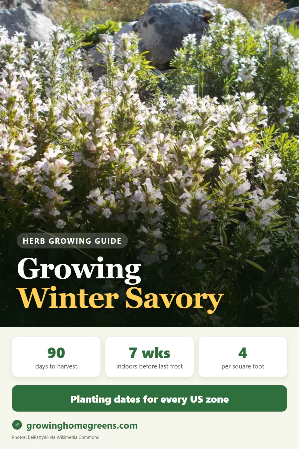 Winter Savory: growing guide
