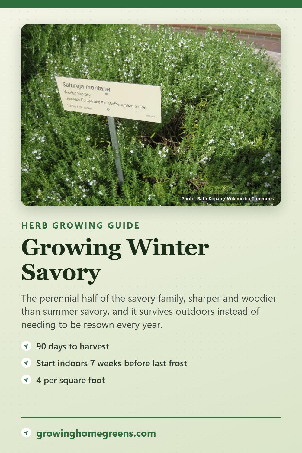 Winter Savory: growing guide