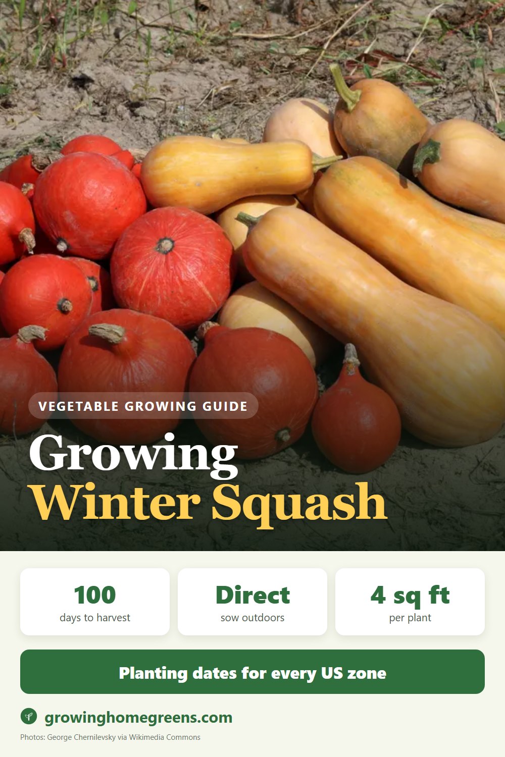 Winter Squash: growing guide
