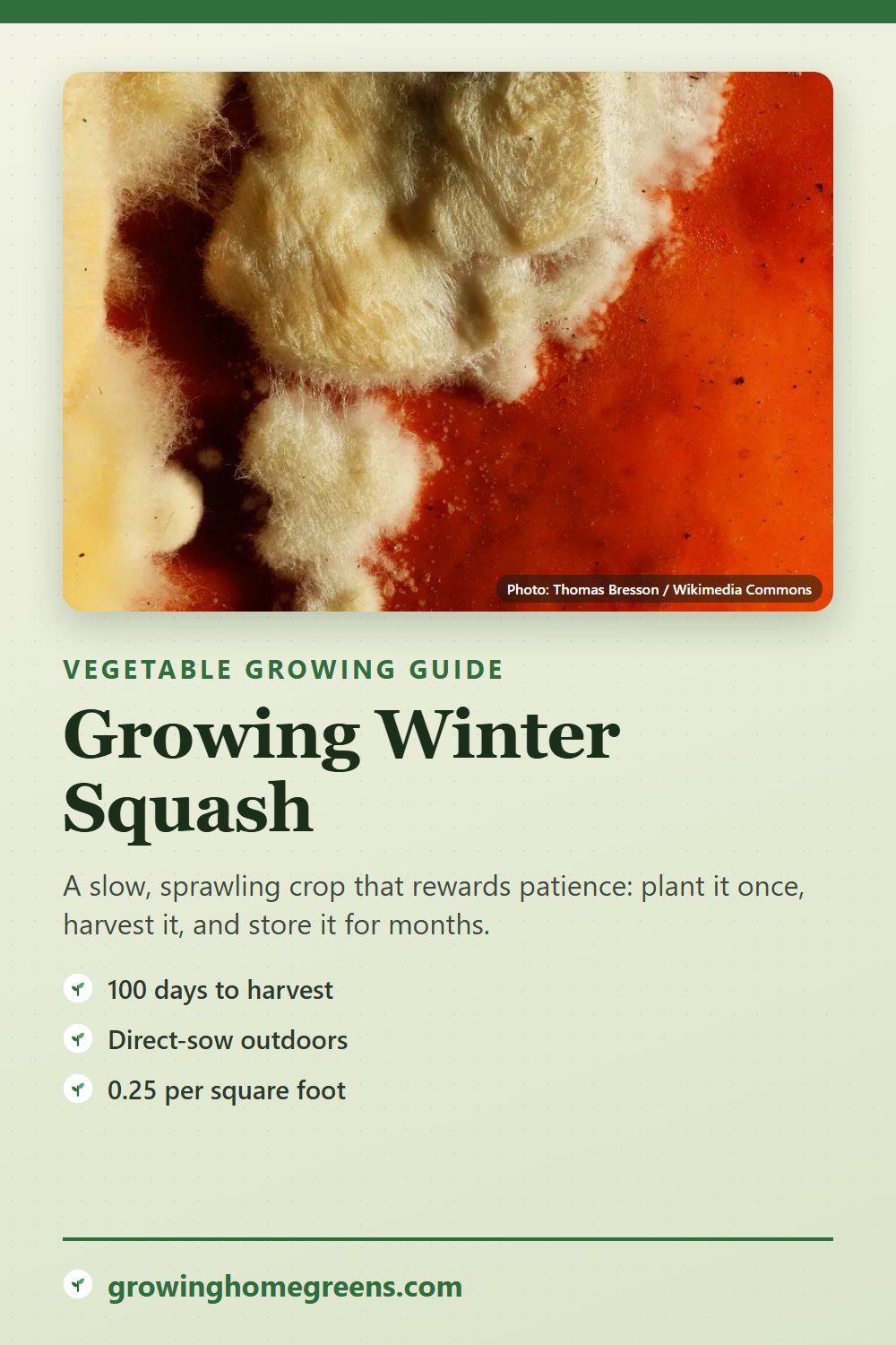 Winter Squash: growing guide