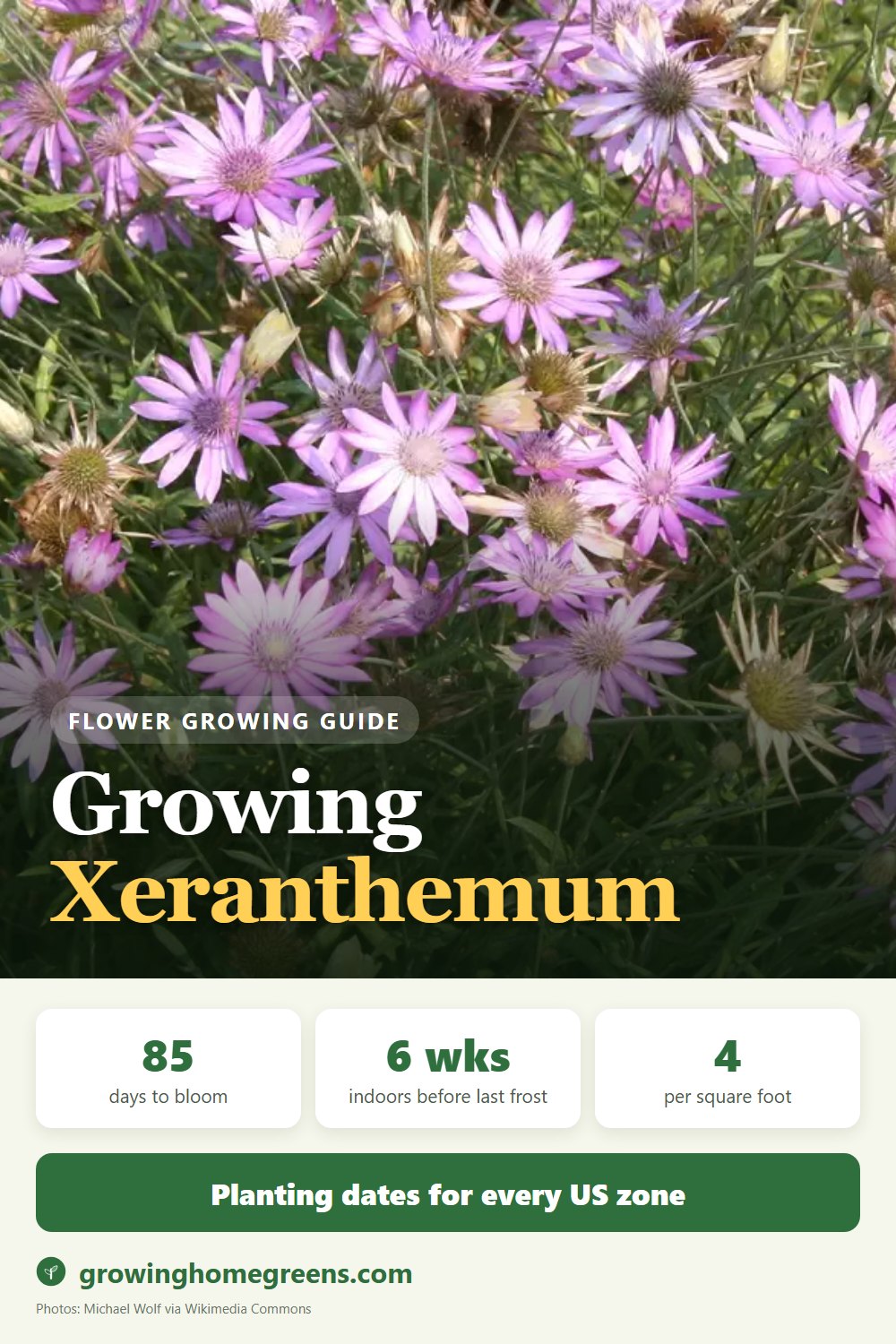 Xeranthemum (Immortelle): growing guide