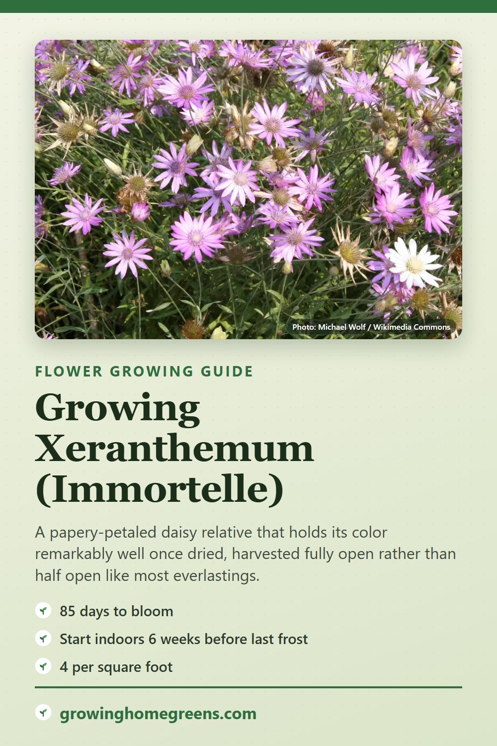 Xeranthemum (Immortelle): growing guide
