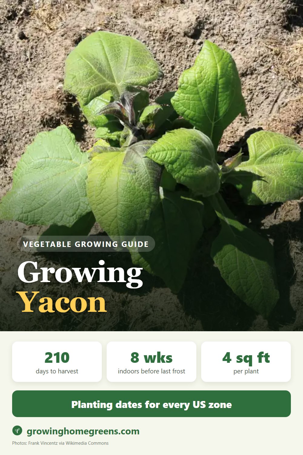 Yacon: growing guide