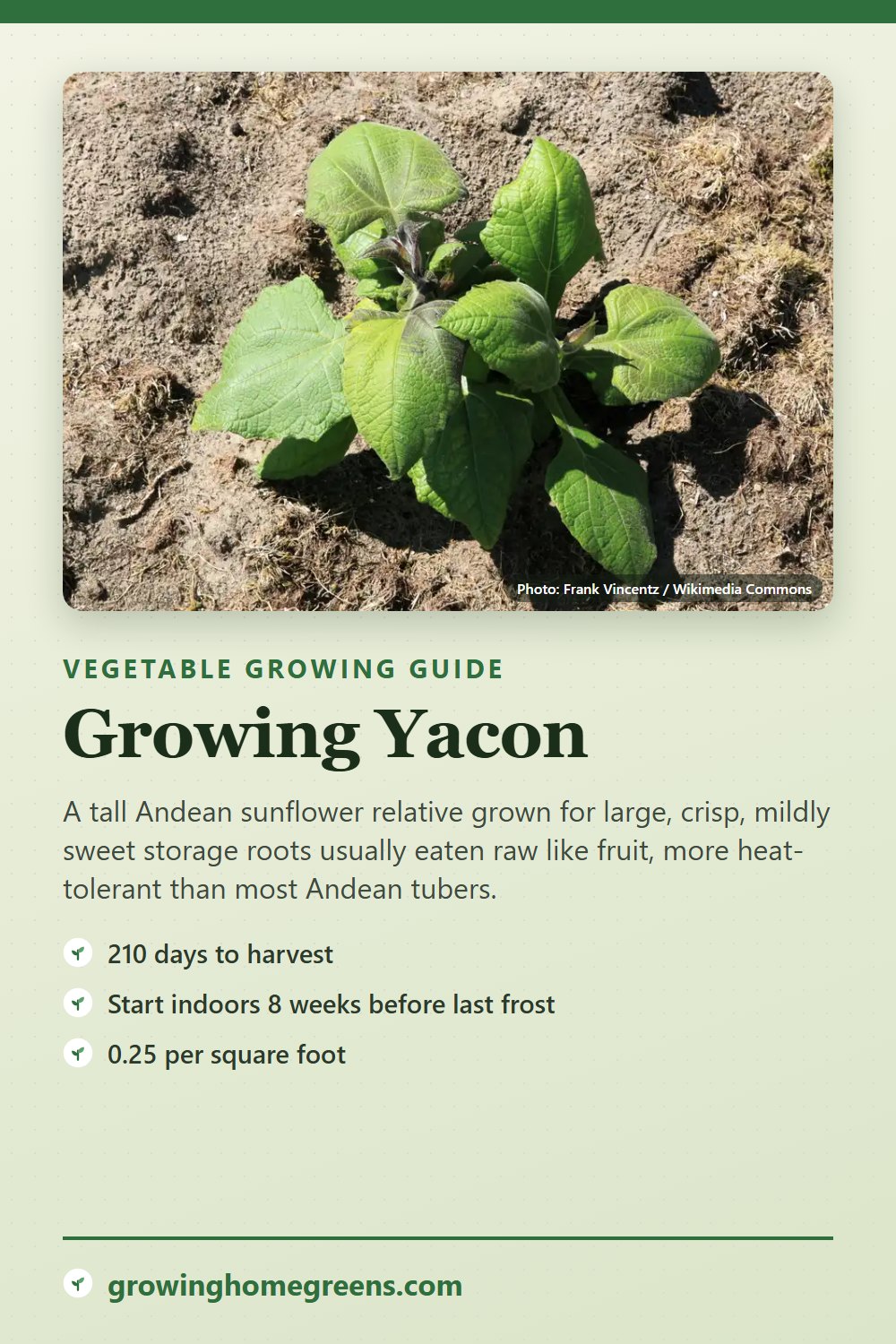 Yacon: growing guide