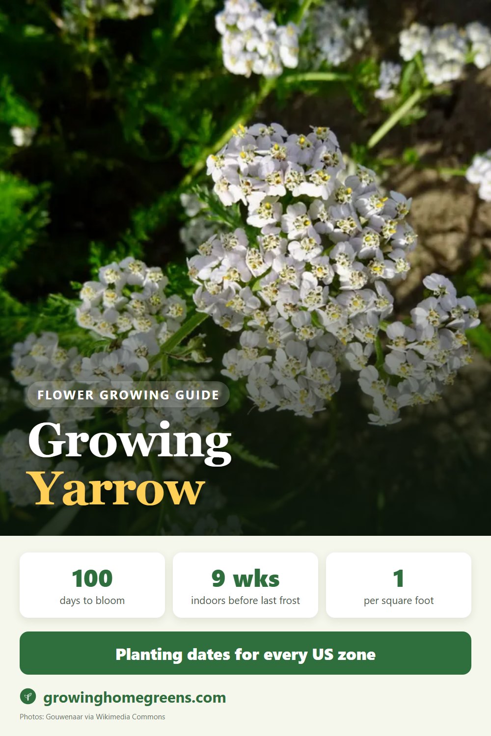 Growing Yarrow in USDA zone 9b