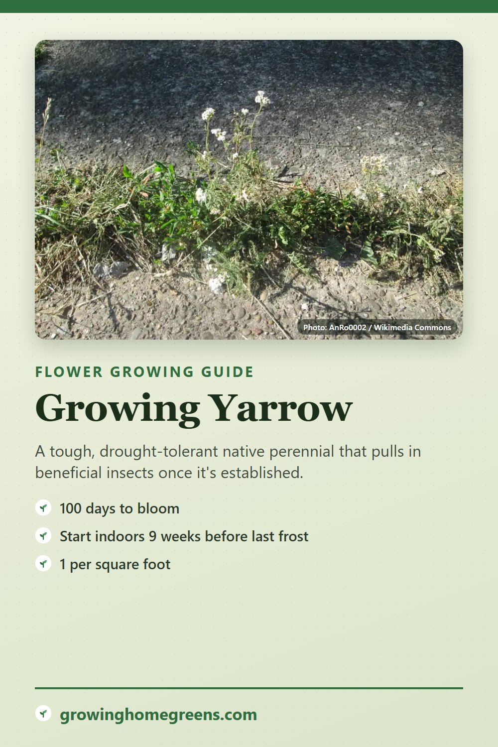 Yarrow: growing guide