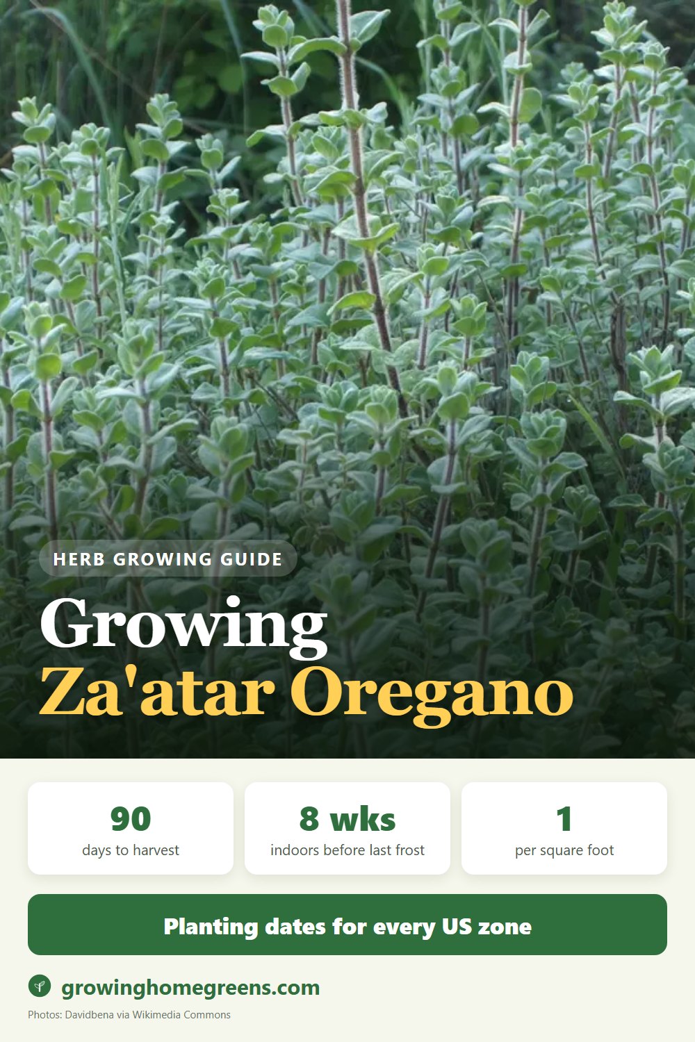 Za'atar Oregano: growing guide
