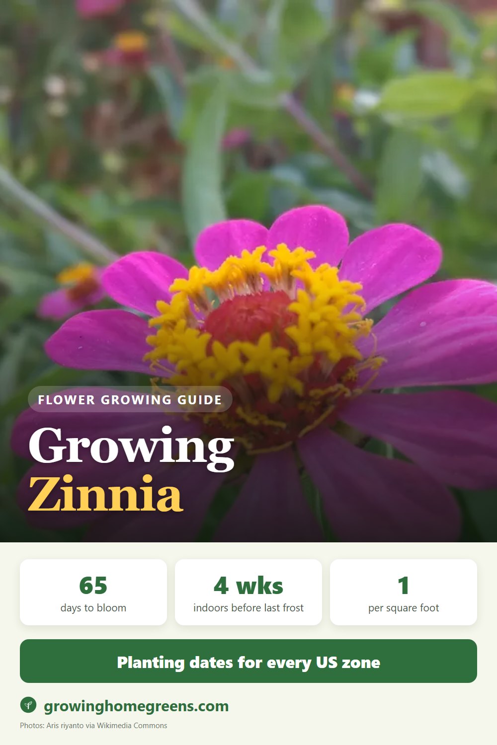 Zinnia: growing guide