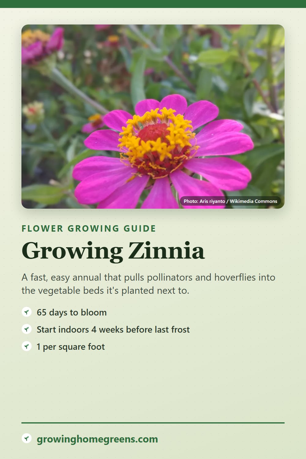 Zinnia: growing guide