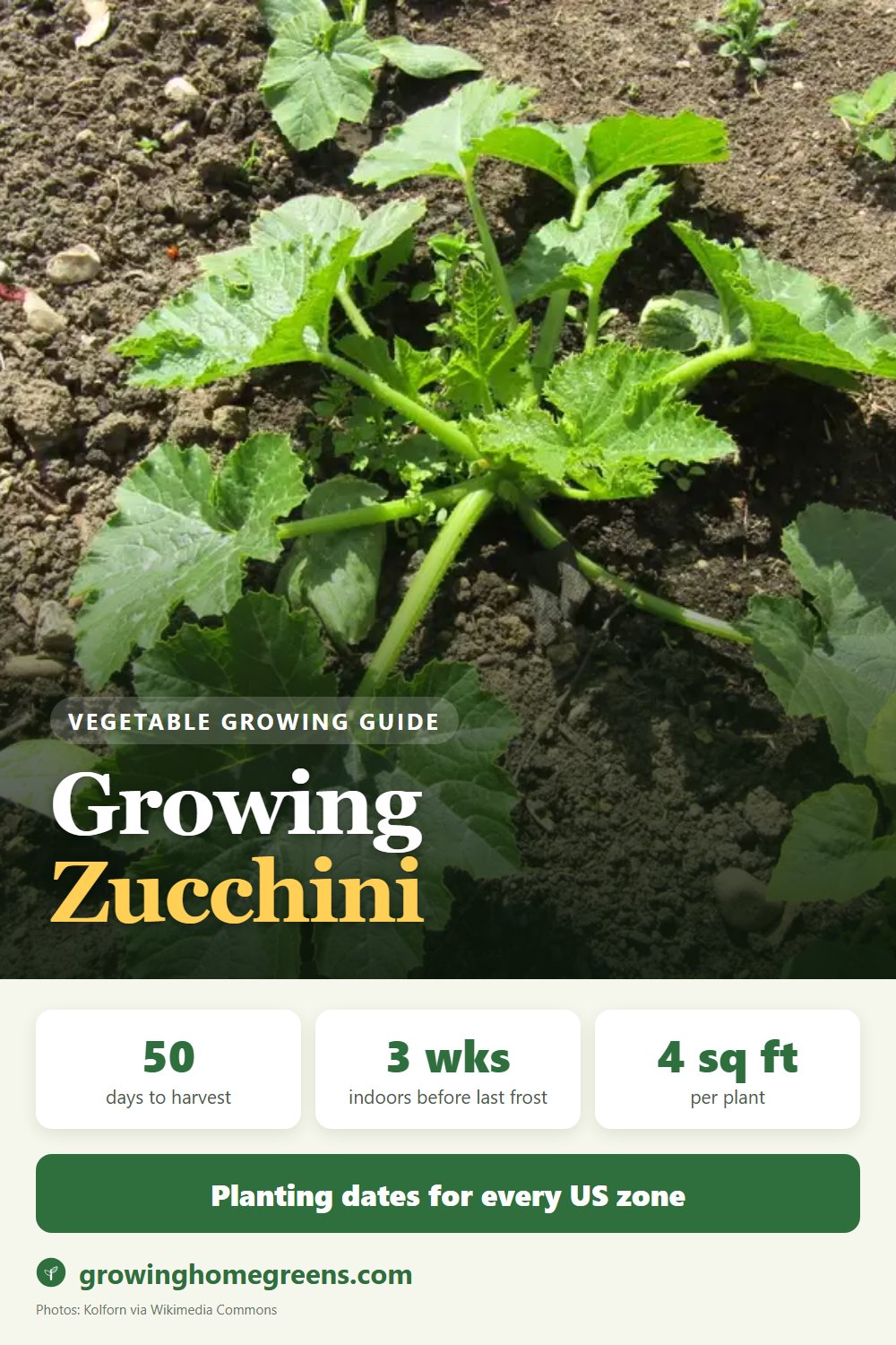 Zucchini: growing guide