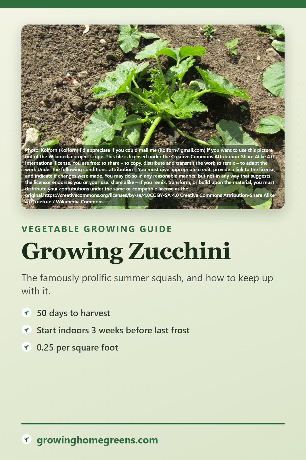 Zucchini: growing guide