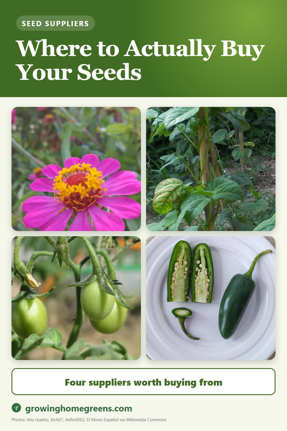 Where to buy your seeds: four seed suppliers with a solid reputation behind them